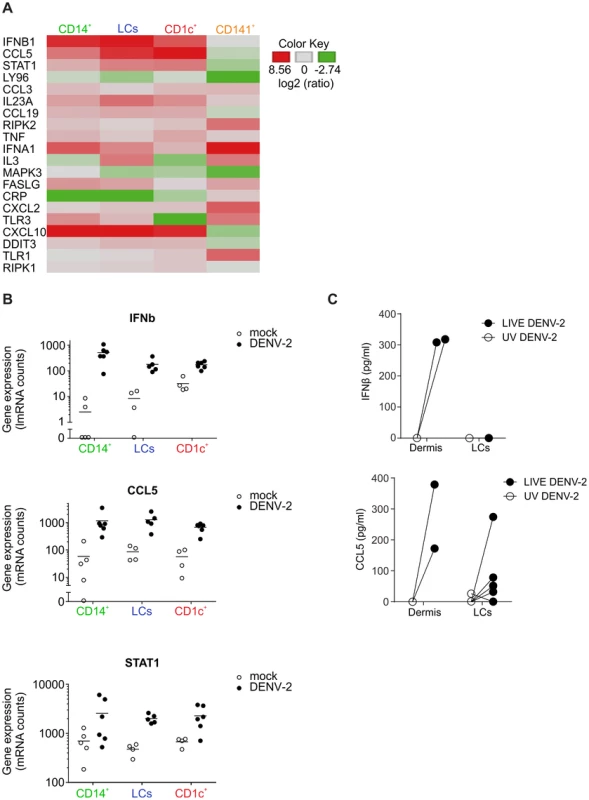 Heatmap of differentially regulated genes in DENV infected skin DC subsets.