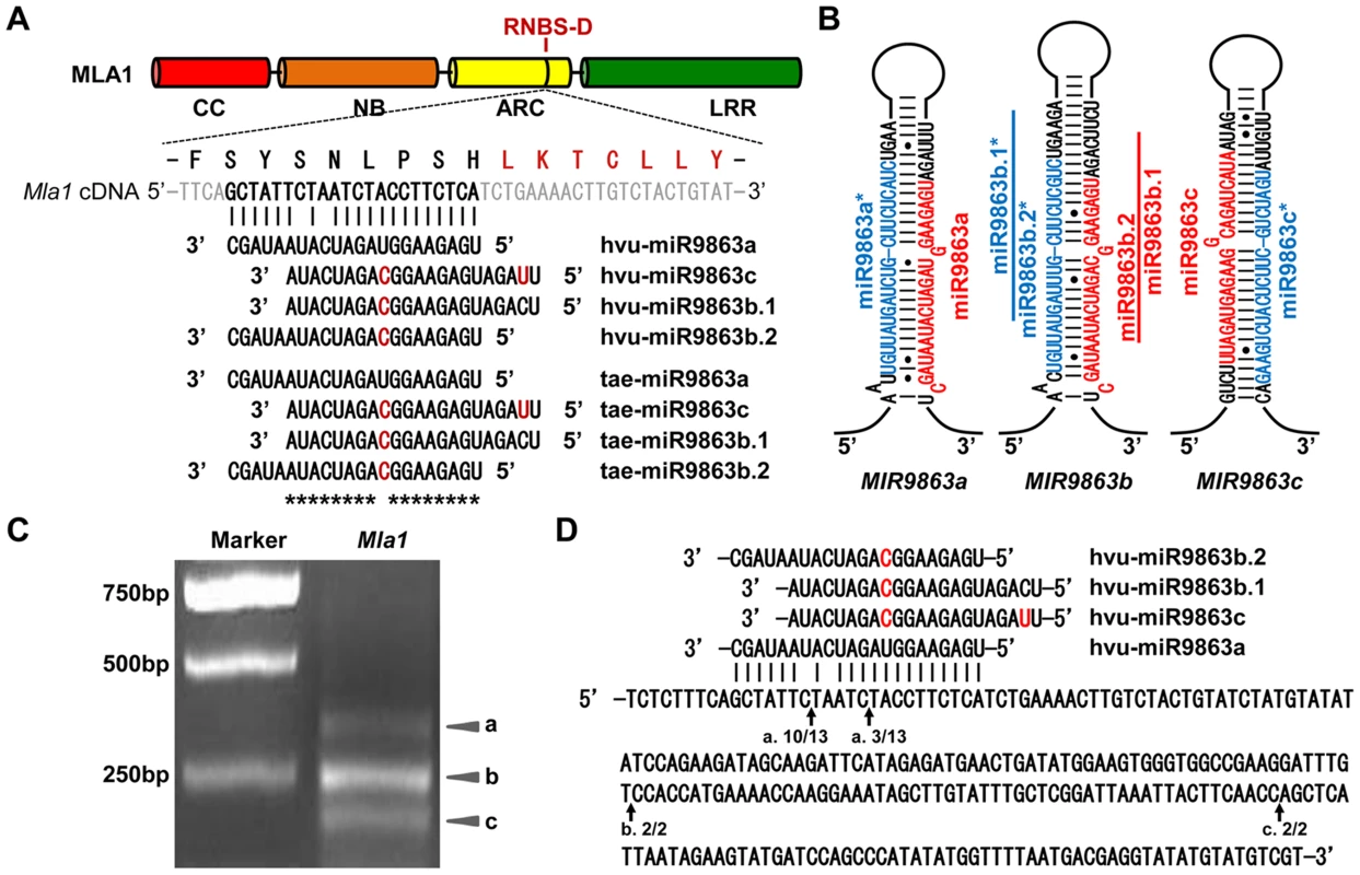 miR9863 family members target <i>Mla1</i> transcripts in barley.