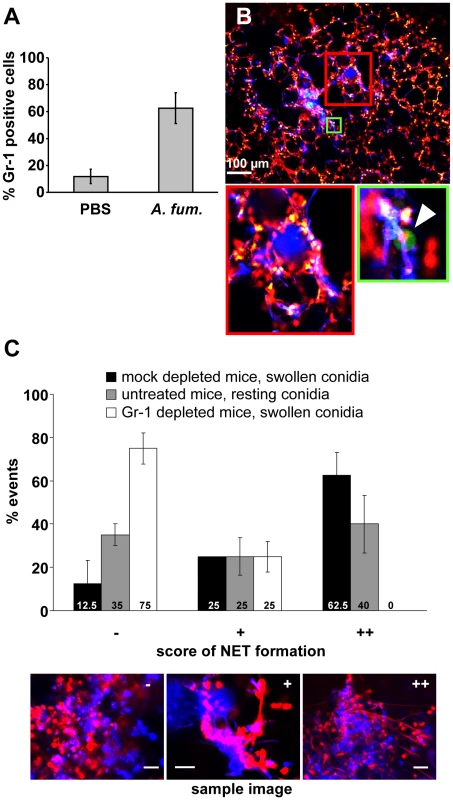NET formation <i>in vivo</i> is dependent on the presence of newly immigrating neutrophils.