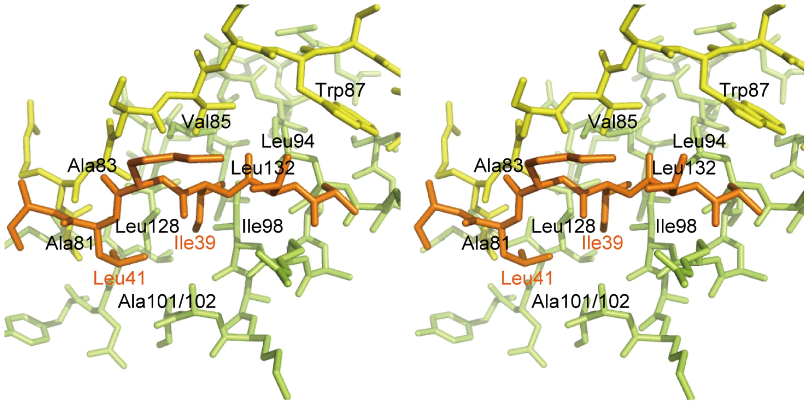 Interaction between the DotD domain and the lid.