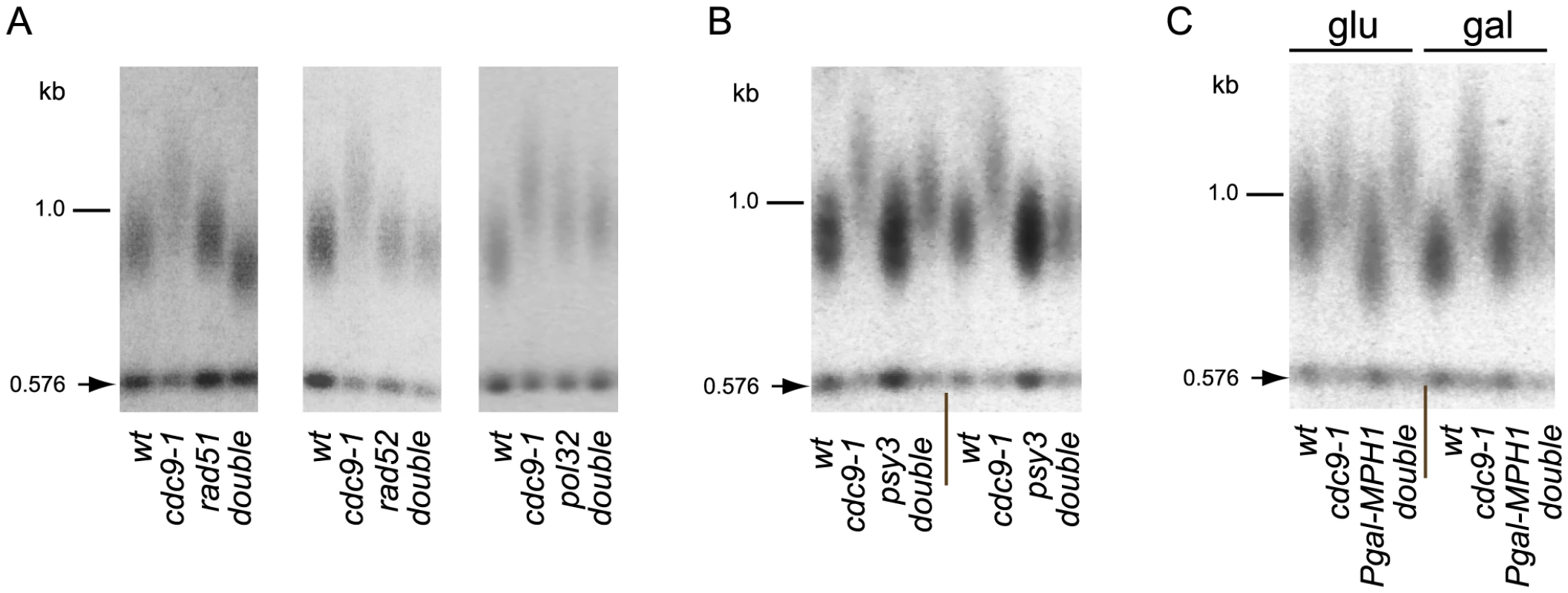 BIR is required for telomere elongation in <i>cdc9-1</i> cells.