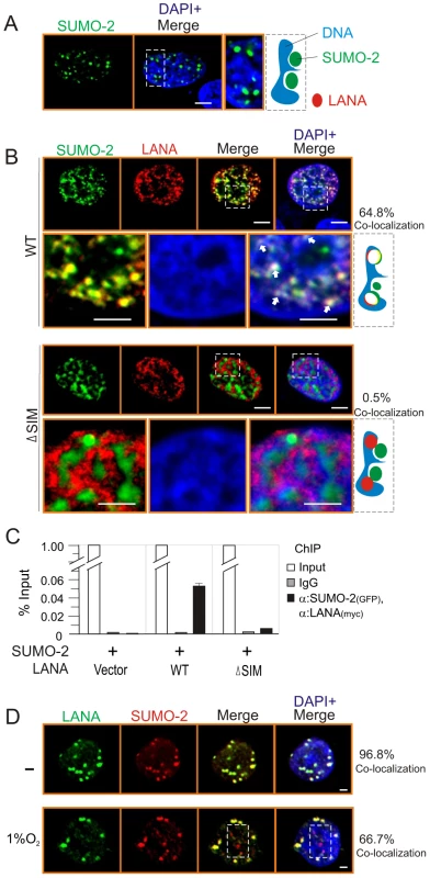 The LANA<sup>SIM</sup> deletion reduces the co-localization of LANA with SUMO-2 on chromatin DNA.