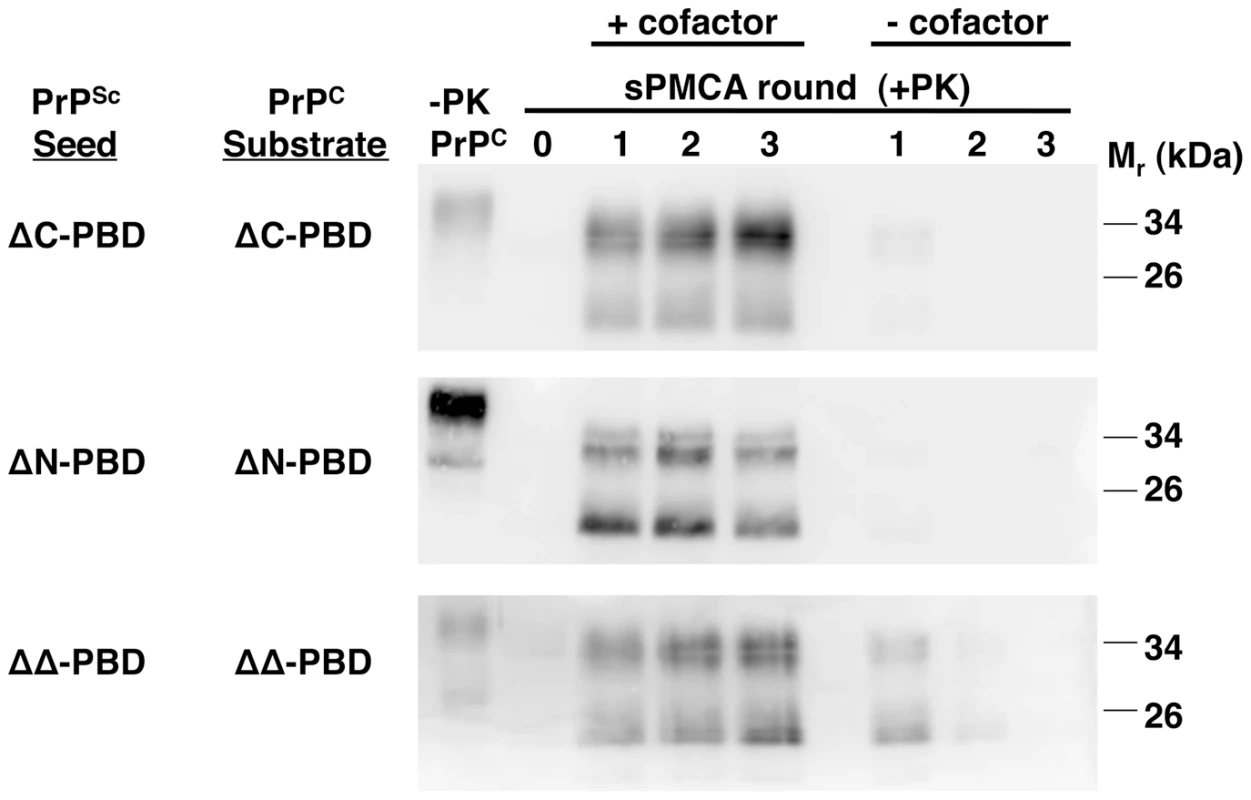 Effect of accessory cofactors on the propagation of ΔPBD PrP<sup>Sc</sup> molecules.