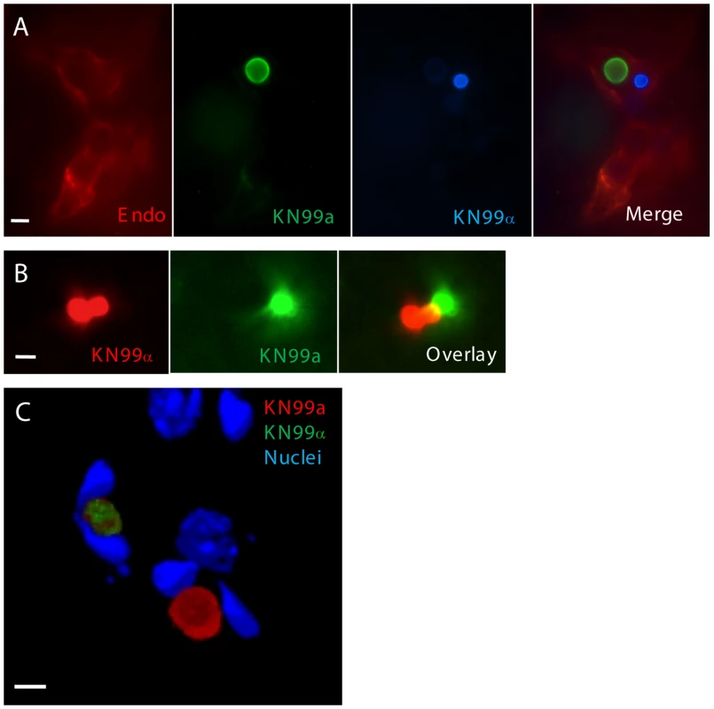 KN99a and KN99α cells interact with endothelial cells of the blood-brain barrier during coinfection.