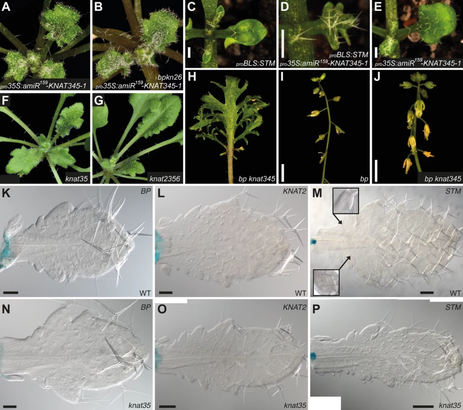 Genetic interactions between KNOX1 and KNOX2 genes.