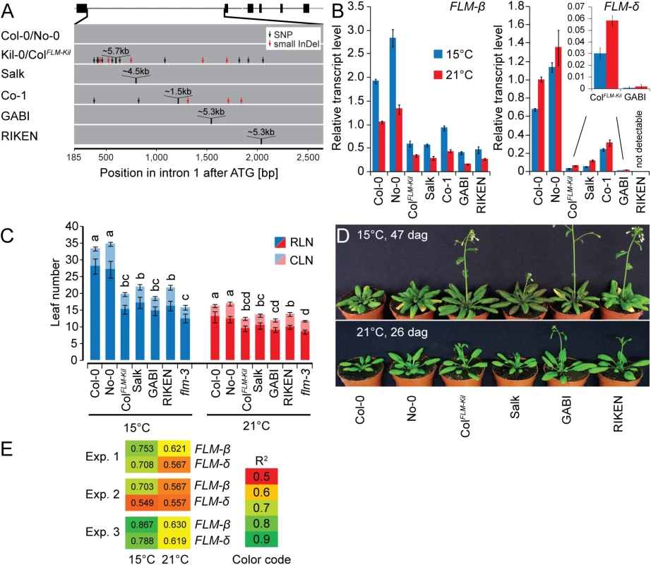 The first intron carries important regions for isoform-specific <i>FLM</i> abundance.