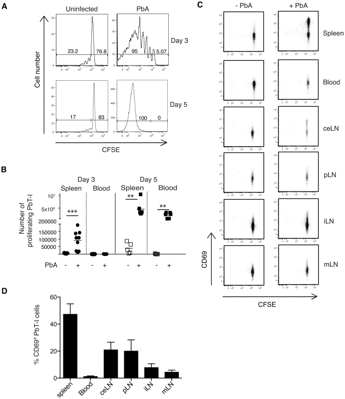 PbT-I cells respond in the spleen to i.v. blood-stage PbA.