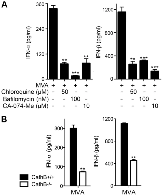 Endosomal and lysosomal acidification and lysosomal enzyme activities are required for type I IFN production by BMDCs in response to MVA infection.