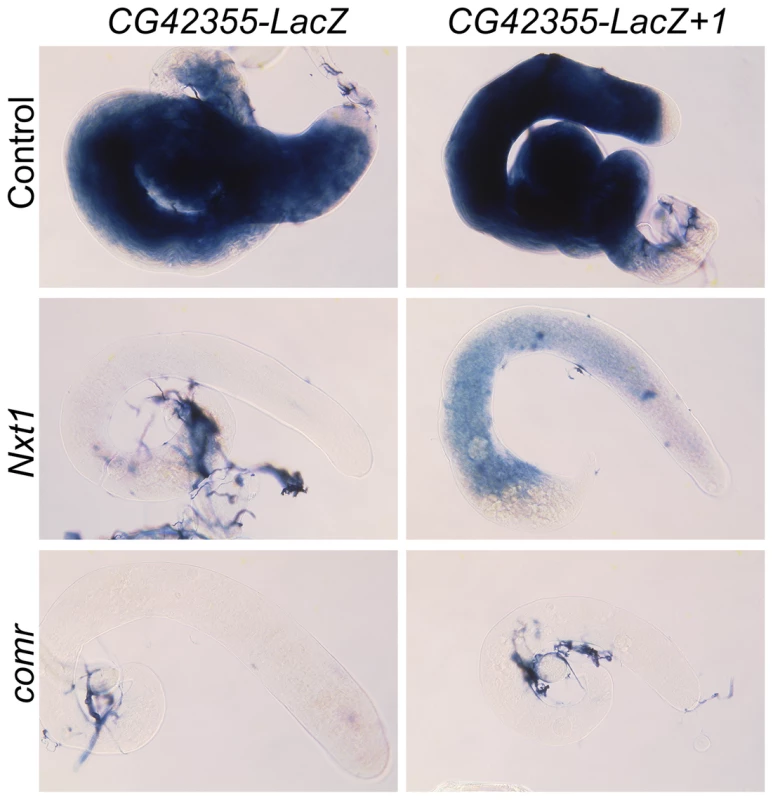 Addition of introns partially restores reporter expression in <i>Nxt1</i> but not <i>comr</i>.