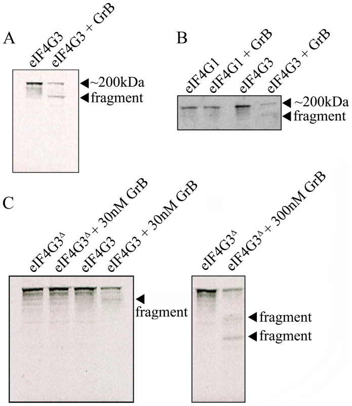 GrB-mediated cleave of eIF4G3 occurs at position D<sup>1408</sup>.
