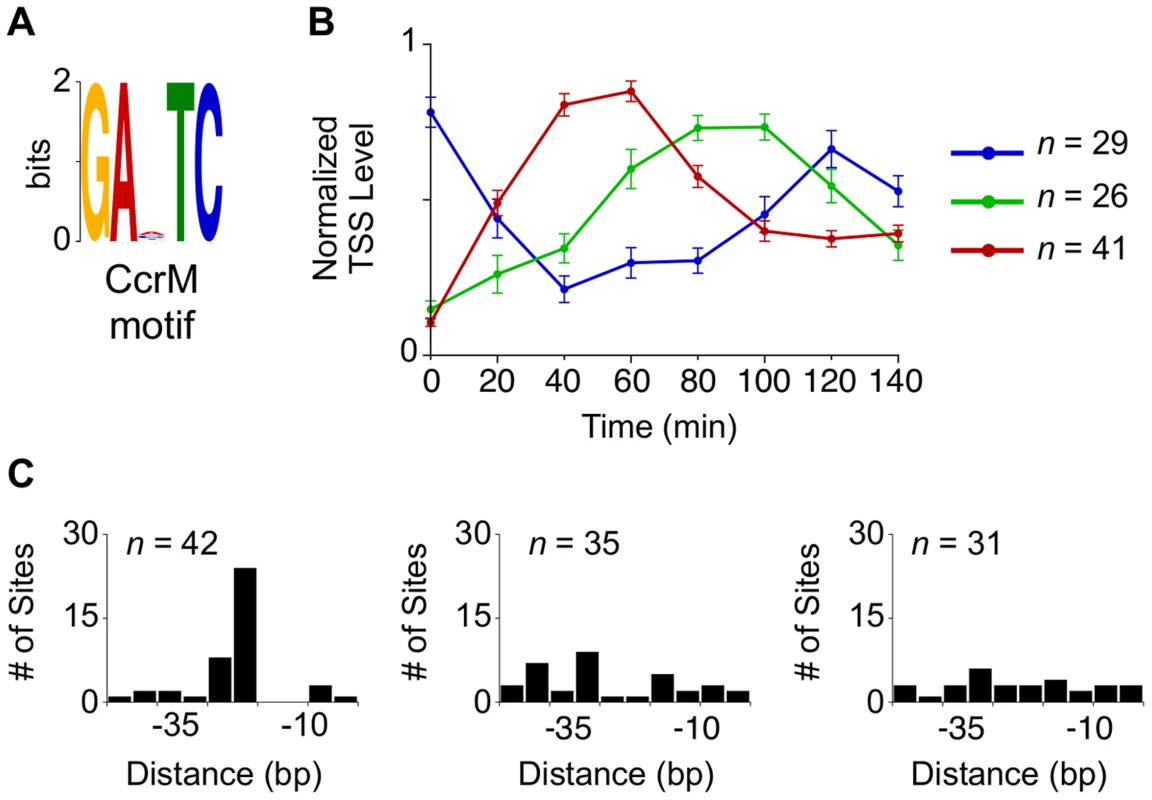 Cell cycle-regulated TSSs with upstream CcrM methylation sites.