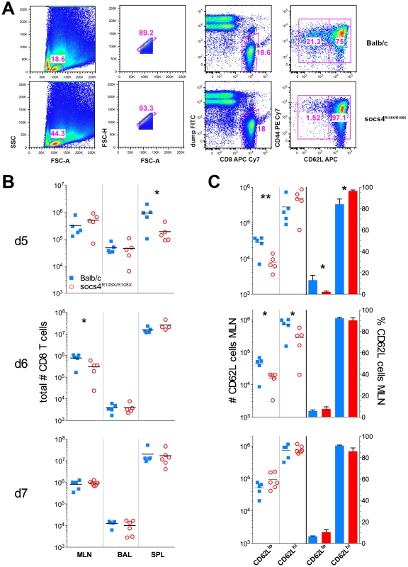 Reduced downregulation of CD62L expression on <i>Socs4<sup>R108X/R108X</sup></i> CD8 cells in following X31 influenza infection.