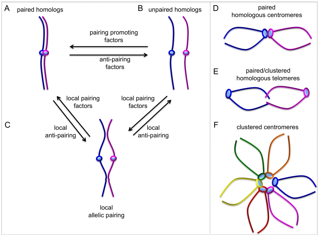 Dynamic chromosome pairing.