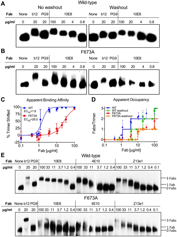 10E8 binds less efficiently to Env spikes of MPER mutant F673A compared to wild type.