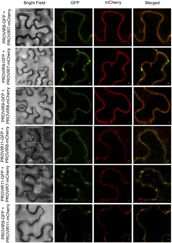 Co-localization of PROVIR proteins in <i>N</i>. <i>benthamiana</i> leaves.