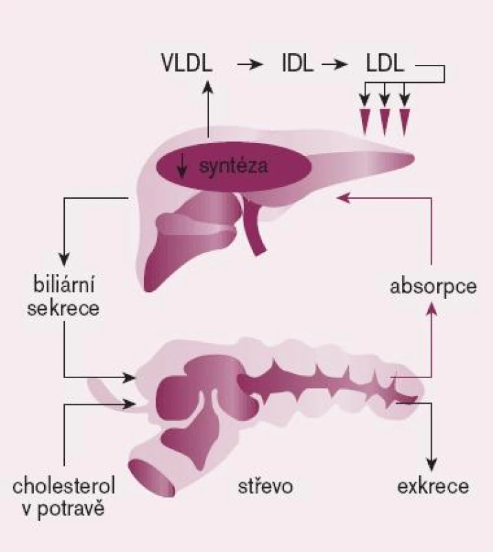 Enterohepatální cyklus cholesterolu.