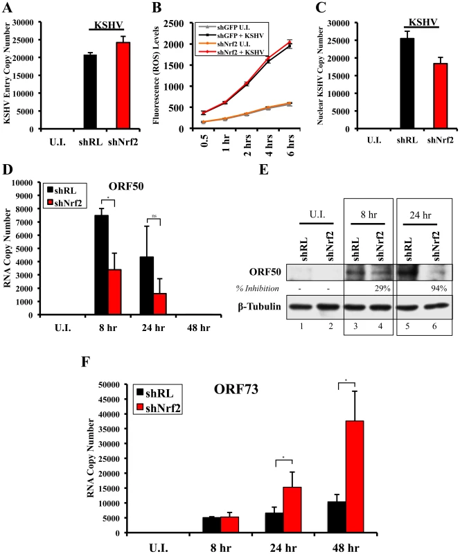 Effect of Nrf2 modulation on KSHV biology.