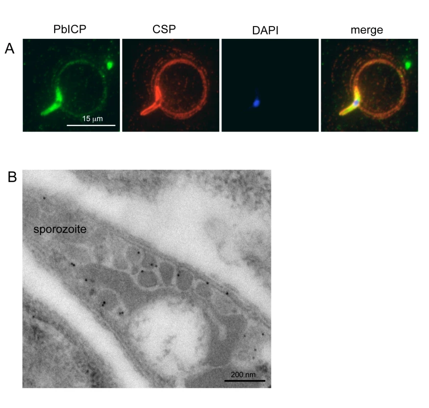 PbICP is secreted by salivary gland sporozoites.