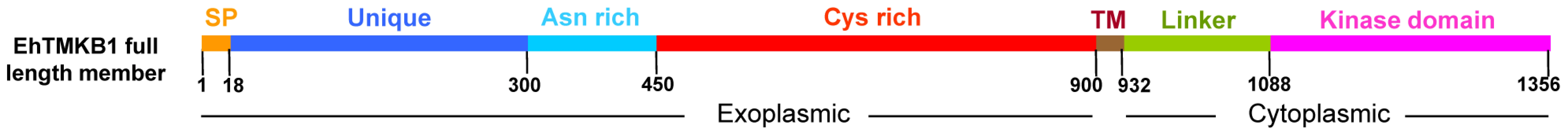 Schematic representation of EhTMKB1 full length member.