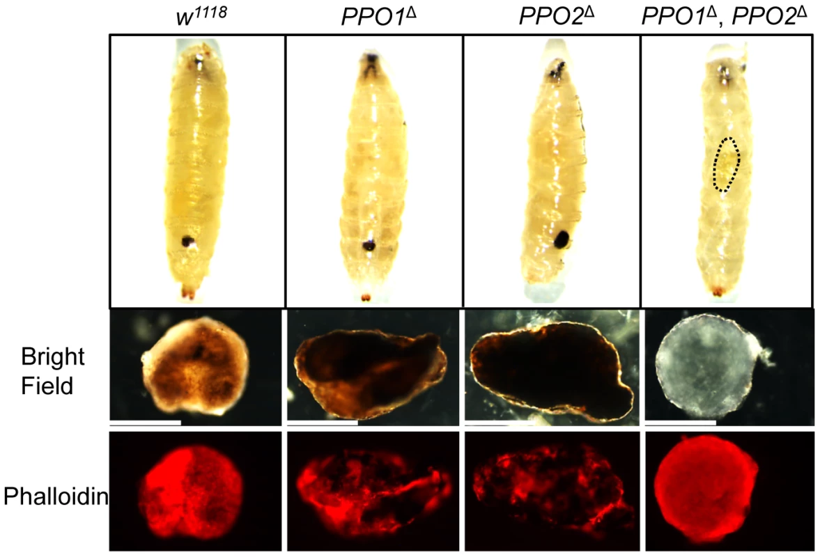 Both PPO1 and PPO2 contribute to melanization of wasp capsule.