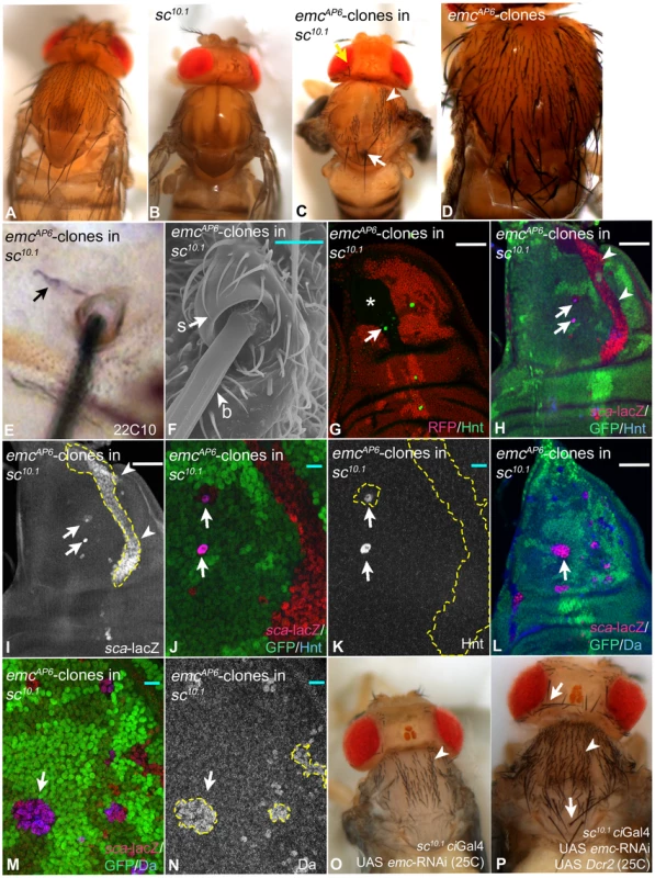 Loss of <i>emc</i> function causes the re-appearance of Mcs and mcs in <i>ac sc</i> double mutant flies.
