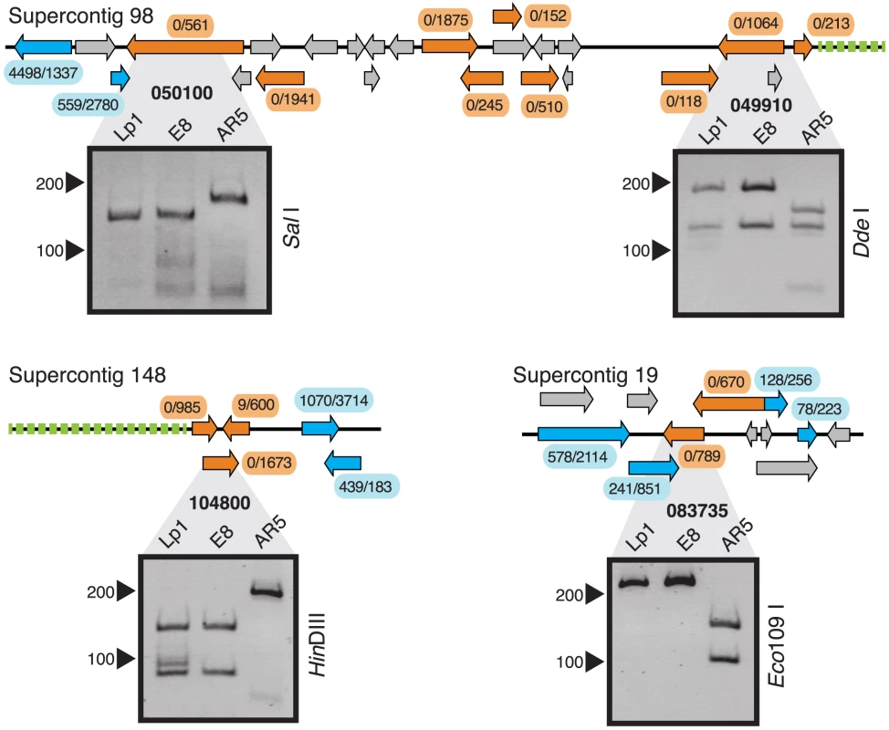 Gene loss in clustered extreme differentially expressed genes in Lp1.