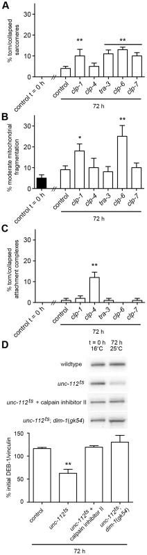 Calpains are important for maintenance of adult <i>C. elegans</i> muscle.