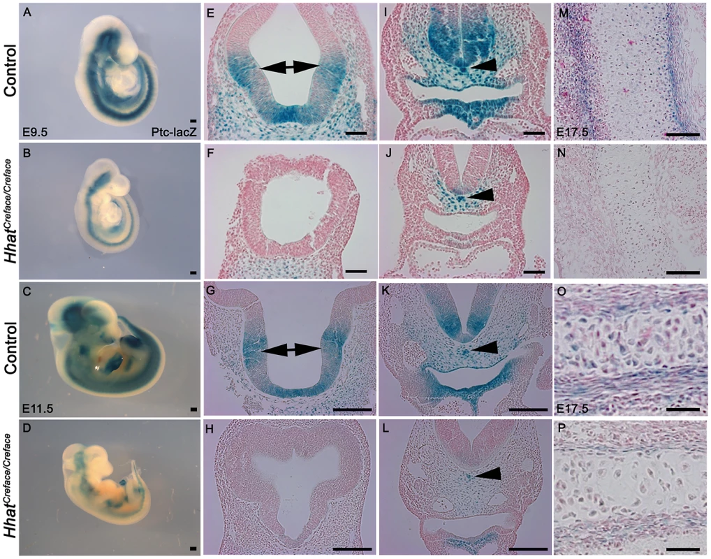 <i>Patched (Ptch1)</i> activation is diminished in <i>Hhat<sup>Creface/Creface</sup></i> embryos.