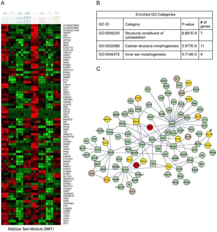 <i>Expression-interaction module</i> of genes which are highly expressed in sensory cells of the inner ear and are physically connected in the cellular protein-protein interaction web.