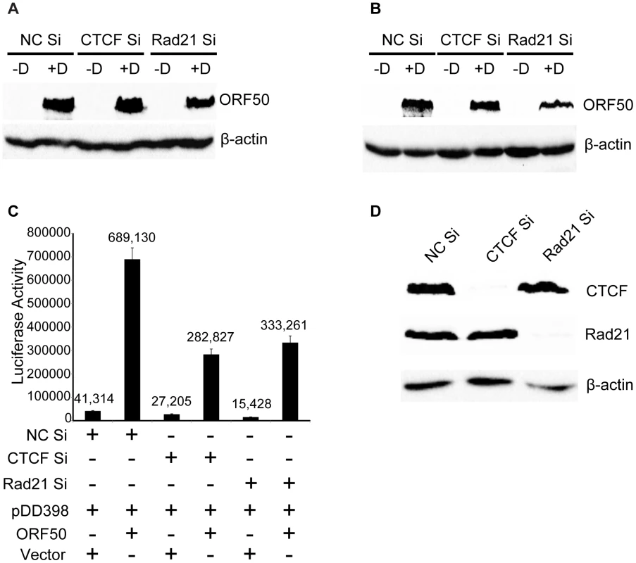 Lack of CTCF or Rad21 effect on ORF50/RTA levels or ORF50/RTA activation function.