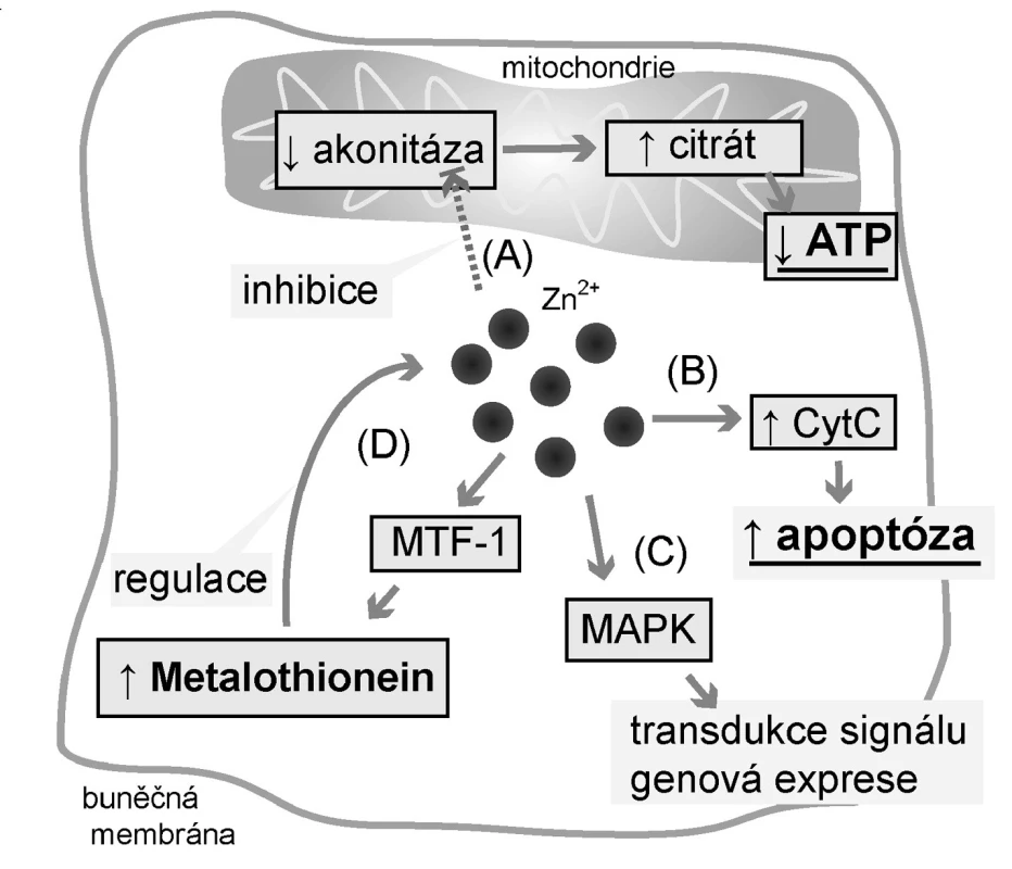 Účinky zinečnatých iontů<br>
Legenda:
Zinečnaté ionty způsobují akumulaci citrátu (a proto i změnu energetického metabolismu buněk)
(a) inhibicí mitochondriální akonitázy přeměňující citrát na izocitrát. Prostatické buňky tak produkují výrazně méně ATP;
(b) Zn<sup>2+</sup> působí proapoptoticky zvýšením uvolňování cytochromu C (CytC) z mitochondrií;
(c) Zn<sup>2+</sup> funguje jako signální molekula a ovlivňuje tak zejména genovou expresi působením na mitogen-aktivované proteinové kinázy (MAPK);
(d) Zn<sup>2+</sup> indukuje expresi metalothioneinu (MT) prostřednictvím jeho regulačního proteinu Metal-regulatory transcription factor-1 (MTF-1), čímž MT ovlivňuje intracelulární hladinu volných Zn<sup>2+</sup>.
