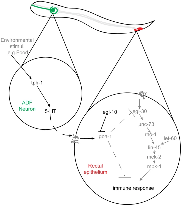 Serotonin synthesis in chemosensory neurons inhibits the immune response by altering rectal epithelial G-protein signaling.
