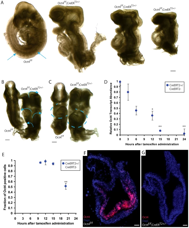 Ubiquitous depletion of Oct4 ∼E7.5 results in the Oct4<sup>COND MUT</sup> phenotype ∼E9.5.