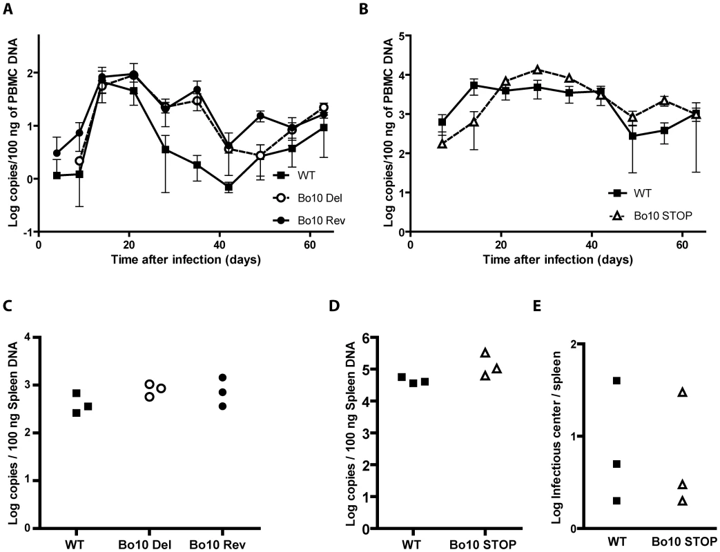<i>In vivo</i> persistence of Bo10- mutants.