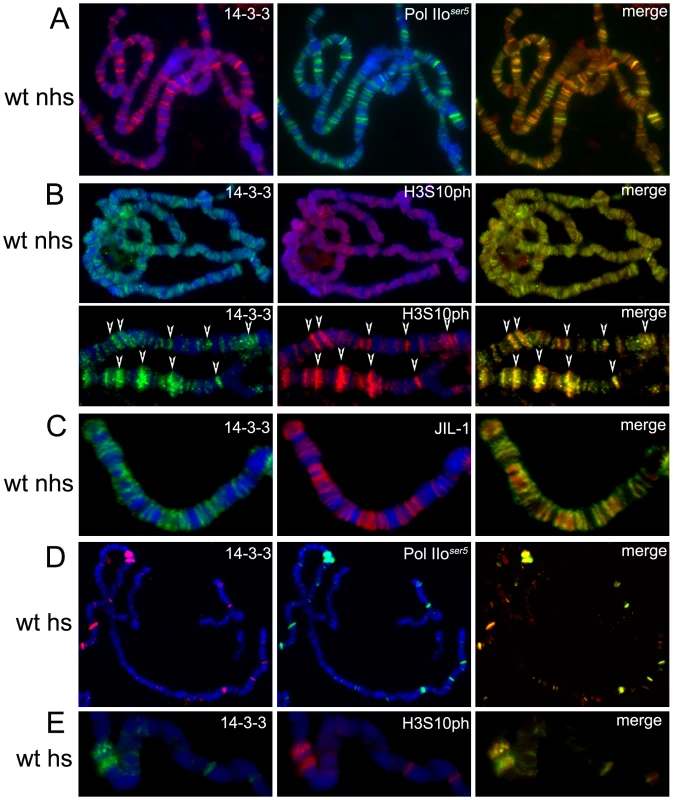 14-3-3 proteins localize to actively transcribed regions on polytene chromosomes and colocalize with H3S10P and JIL-1.