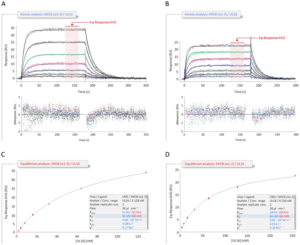 Kinetic and equilibrium SPR analyses of UL16 interactions with MICB.