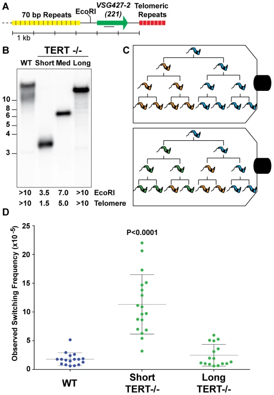 Correlating telomere length and <i>VSG</i> switching.