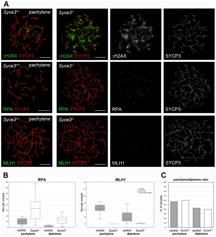 Complete repair of DSBs and crossover formation is not observed in <i>Syce3<sup>−/−</sup></i> oocytes.