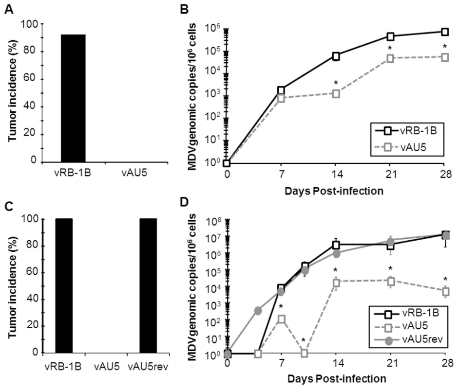 Tumor induction and <i>in vivo</i> replication of MDV harboring mutant template sequence (AU5) vTR.