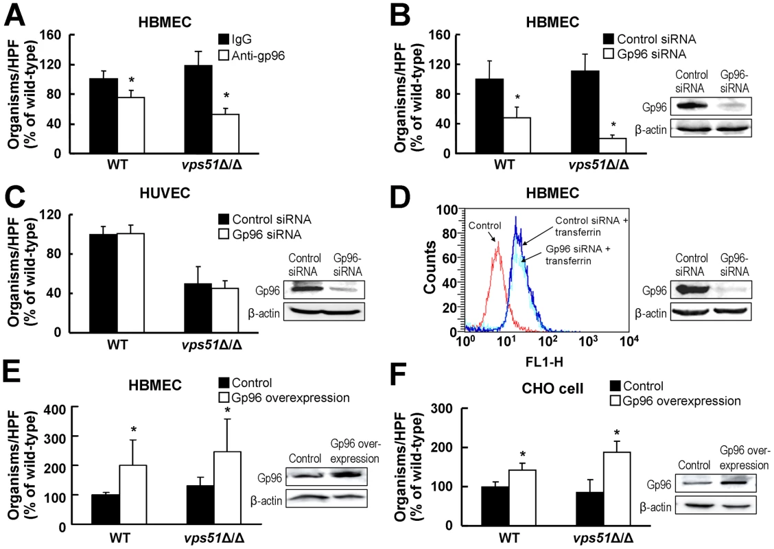 <i>C. albicans</i> endocytosis by HBMECs is mediated by gp96.