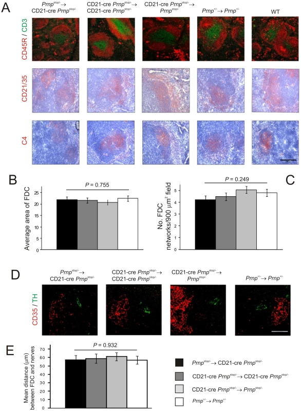 Effect of FDC-restricted PrP<sup>c</sup> expression on the spleens of <i>Prnp</i><sup>stop/-</sup>→CD21-Cre <i>Prnp</i><sup>stop/-</sup> mice.