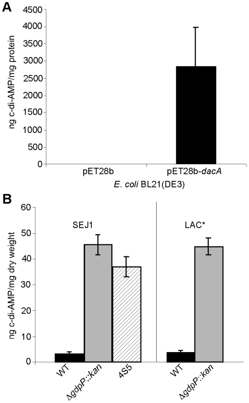 Intracellular c-di-AMP detection.