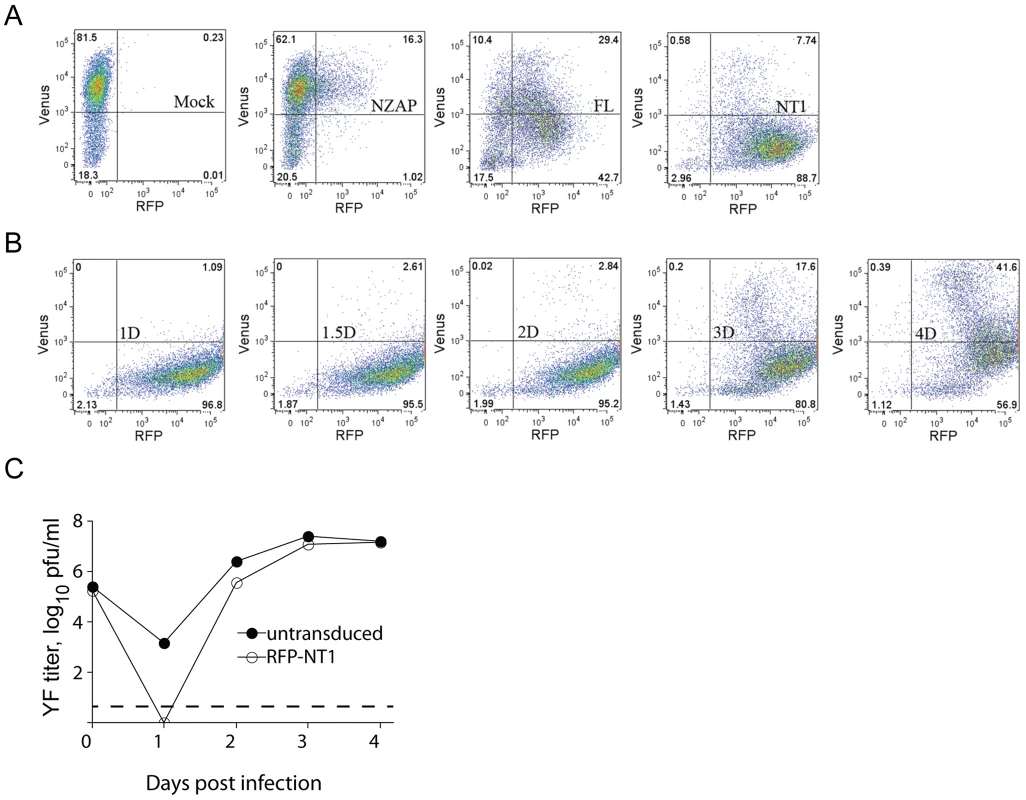 DNAJC14 inhibits YFV in a temporal and dose-dependent manner.