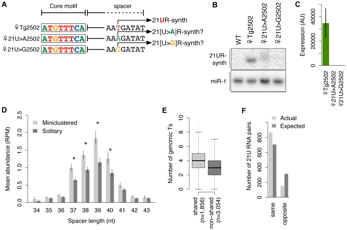 21U RNA sequences are specified by the genomic positions of upstream core motifs.