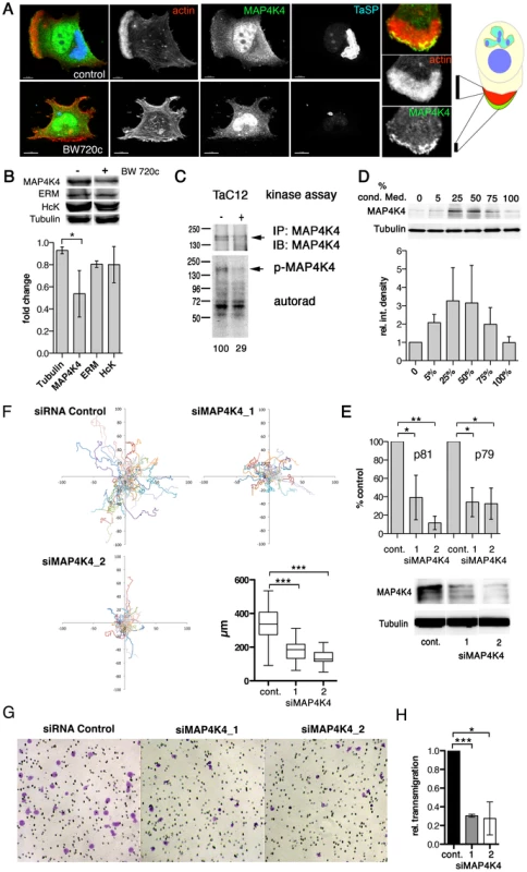 MAP4K4 promotes host cell motility and TNFα-induced invasiveness.