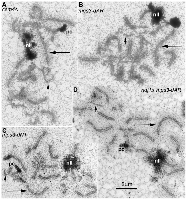 In all RPM mutants, short chromosomes frequently remain unsynapsed when long chromosomes have finished synapsis.
