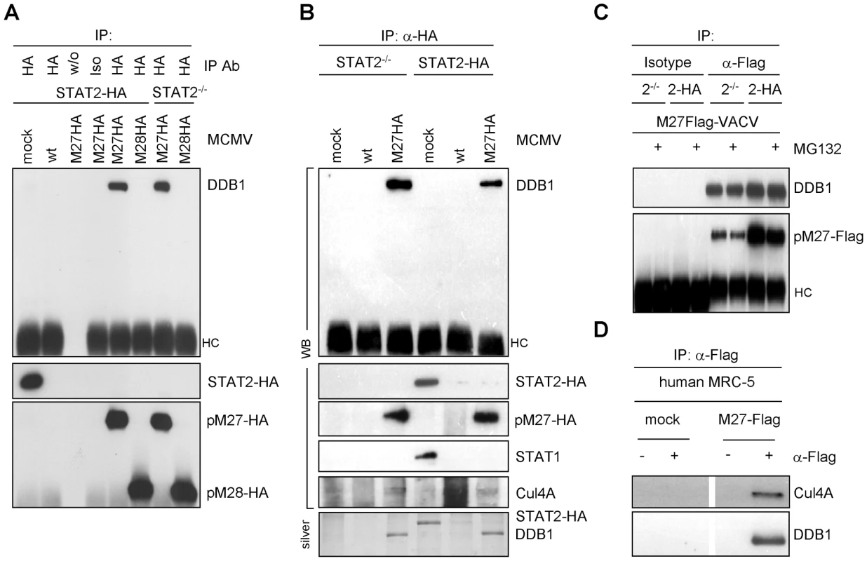 pM27 co-precipitates with DDB1.