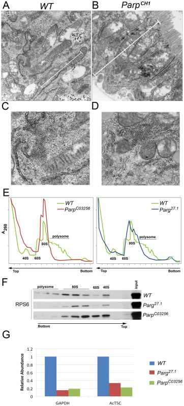 PARP1 is required for ribosomal biogenesis.