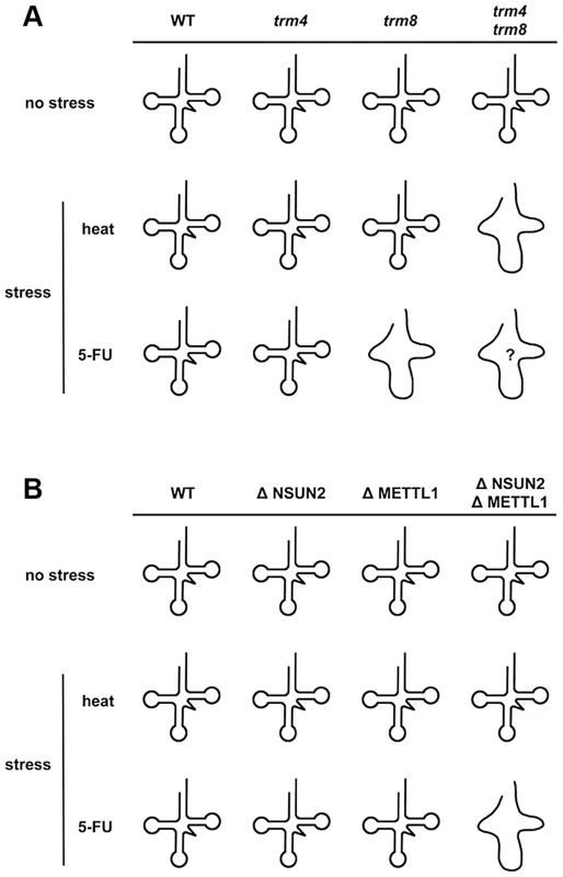 Model for how loss of NSUN2- and METTL1-dependent tRNA(Val<sup>AAC</sup>) modifications causes 5-FU-induced tRNA destabilization.