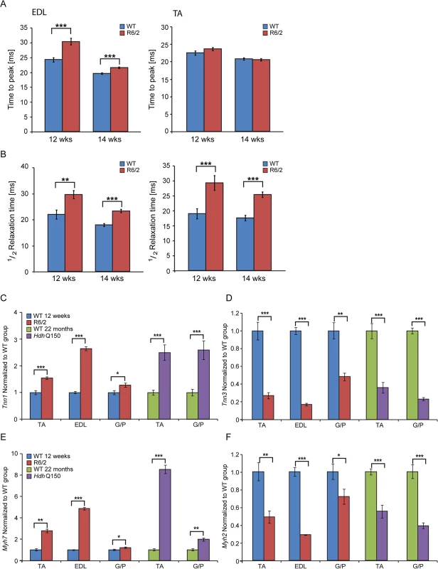 Skeletal muscle contractile dysfunction in the HD mouse models.